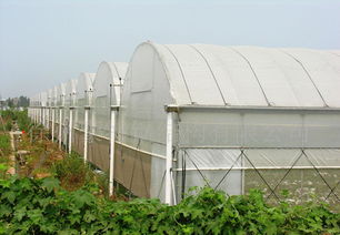 GLP625型薄膜連棟大棚特價供應 價格、廠家與圖片全解析